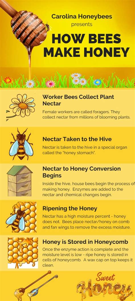 How long does it take for bees to make honey?