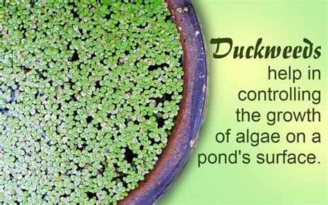 DUCKWEED Pond Weed Identification The Aqua Contractor