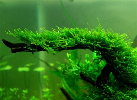 Java Moss Taxiphyllum barbieri. How to grow Aquatic Moss. Taxiphyllum