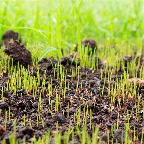Grass Seed Germination Rates for Planting