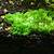 how long does peat moss last in an aquarium