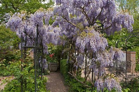 How to Care for Water Wisteria Floating, Trimming, and Propagation