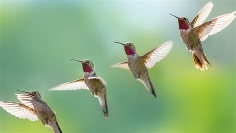 Discover 25 Fun Facts about Hummingbirds Hummingbird, Hummingbird