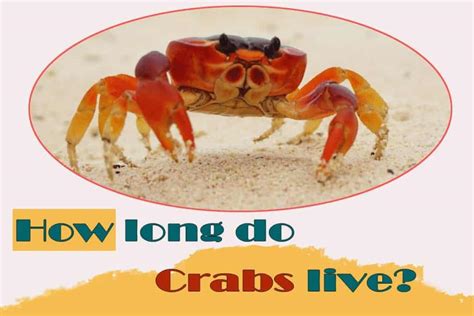 How long to steam dungeness crab