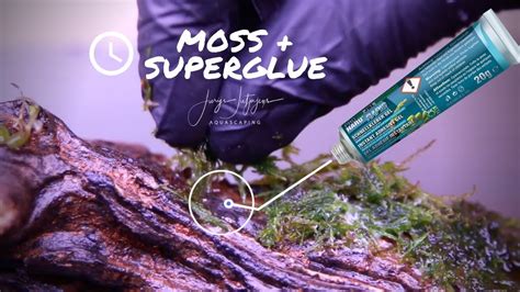 Can Java Moss Be Super Glued To Plastic Aquarium Decorations? My