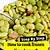 how long to cook lima beans after soaking - how to cook
