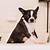 how long to potty train a boston terrier