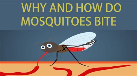 How long do I let mosquito bits soak? And how long do that stay