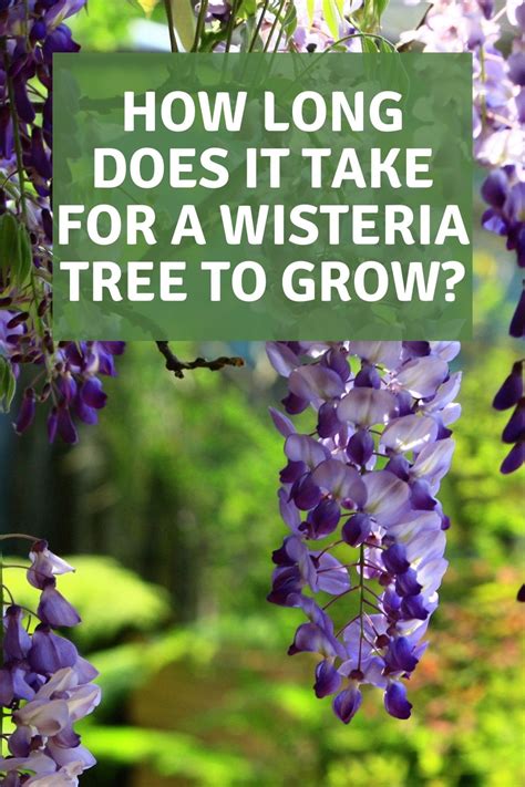 Pin on wisteria!