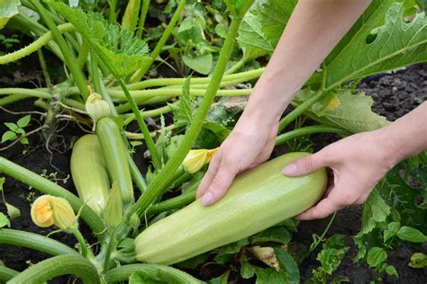 How to Grow Zucchini (Summer Squash) Planting, Pests