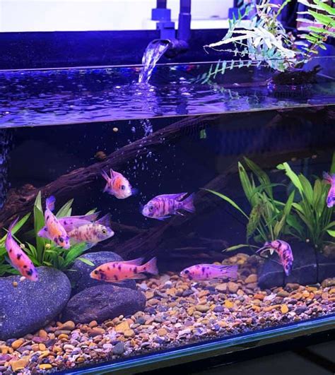 AFRICANS CICHLIDS FROM 36 GALLON TANK A LOT OF COLORS African