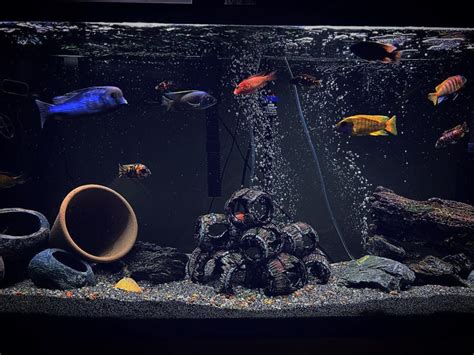 How Many African Cichlids Should You Keep In A 60 Gallon Tank