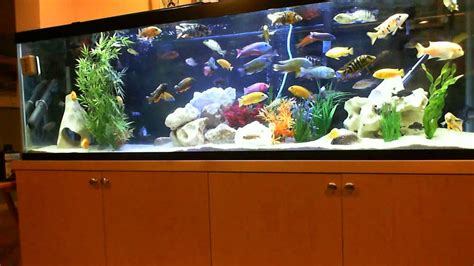 125 gallon OB African Cichlid Aquarium in direct sunlight YouTube