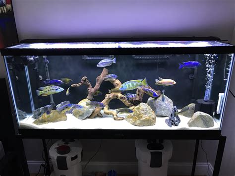 My 55 Gallon Mixed African Cichlid Tank