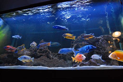 My 75g African cichlid aquarium Cichlid aquarium, African cichlid