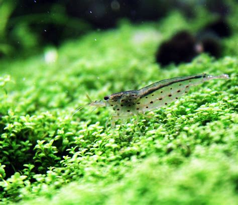 How much do you see your Amano shrimp?