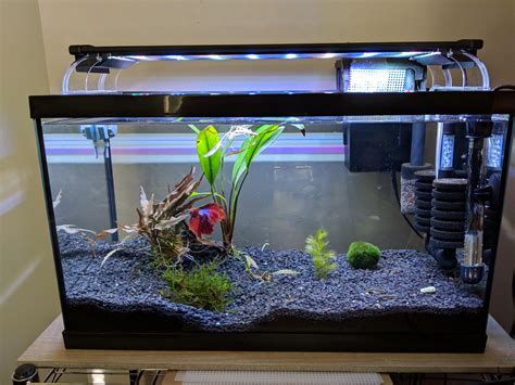 Finally happy with my 10 gallon shrimp tank! PlantedTank