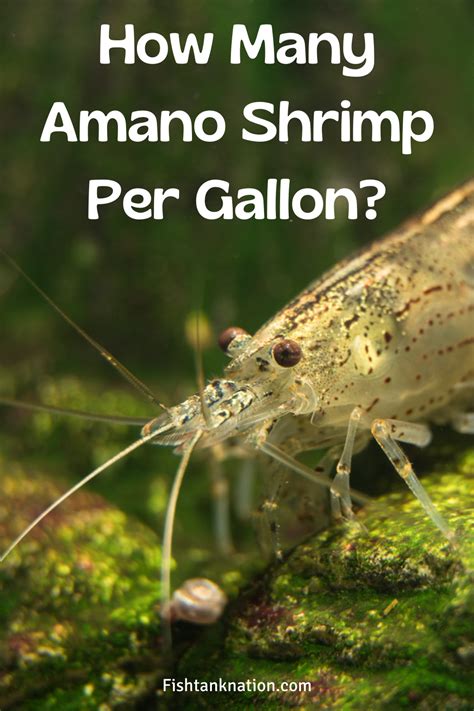 How Many Amano Shrimp Per Gallon? in 2021 Amano shrimp, Shrimp, Gallon