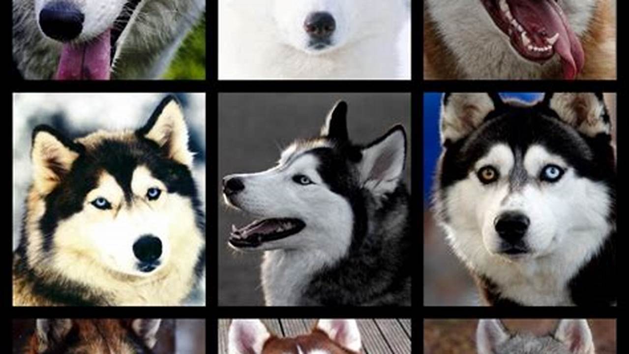 Discover the Diverse World of Huskies: Unveiling the Variety of Breeds