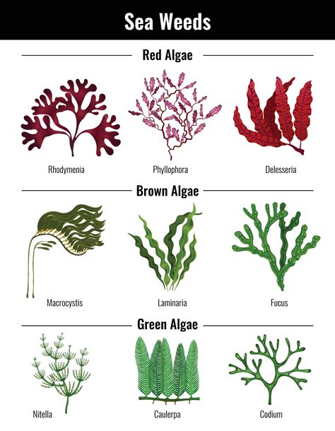 Different Types Of Seaweed High Resolution Stock Photography and Images