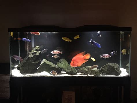 my 55 gallon African Cichlid aquarium Aquariums