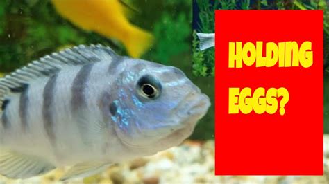 Must see! African cichlid laying eggs YouTube