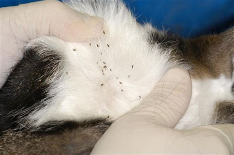 How Many Fleas Are On A Cat