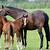 how many foals can a mare have in her lifetime