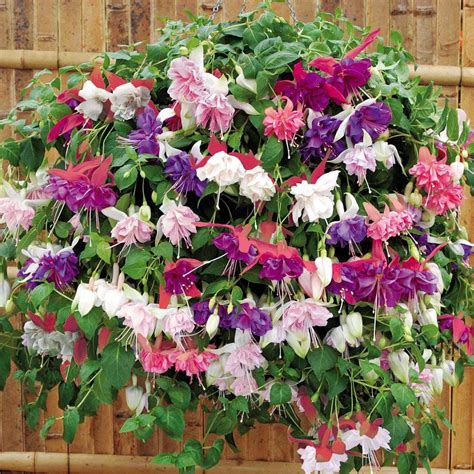 fuchsia Plants for hanging baskets, Container gardening flowers