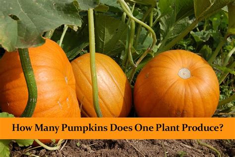 How Many Pumpkins Grow From One Plant