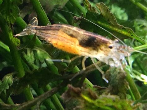 Ghost shrimp turning white? The Planted Tank Forum
