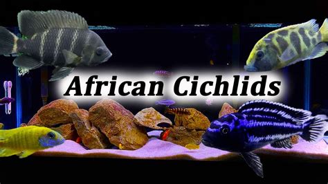 African Cichlid Breeding Guide r/Fish