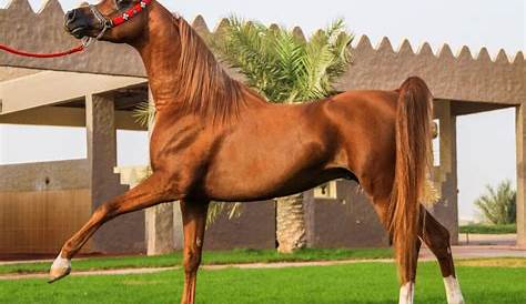 How Much Arabian Horse