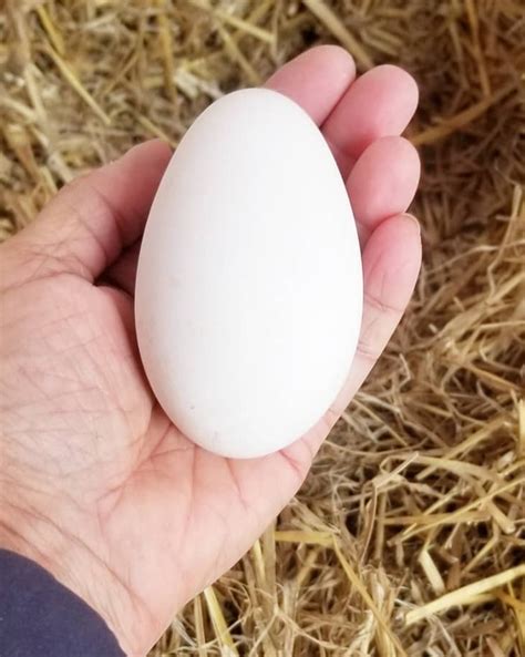 Goose Eggs Real Food Promptuary TexasRealFood