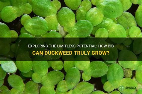100 Live Duckweed Plants (LEMNA Minor) Buy Online in United Arab