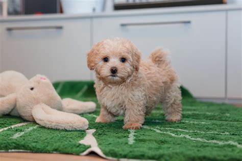 Best Quality Maltipoo Puppies For Sale In Singapore (March