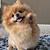 how much do pomeranian puppy cost