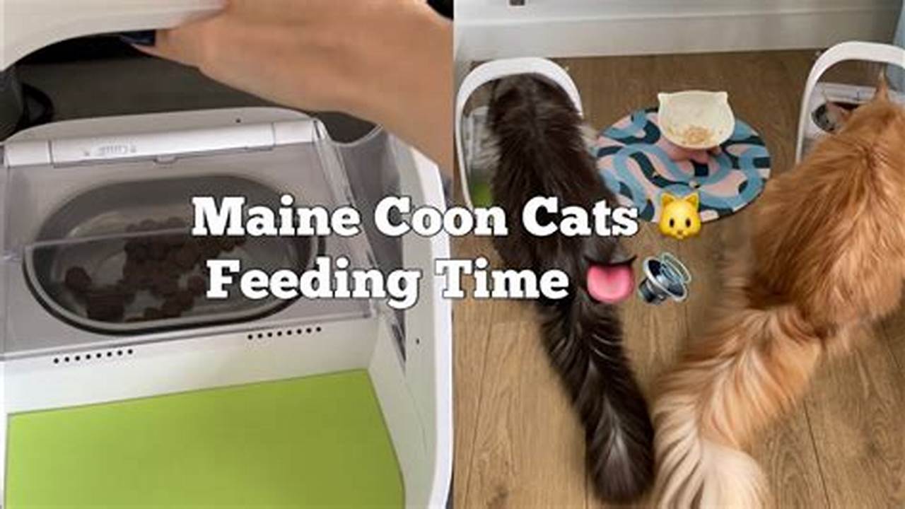 How Much Do You Feed a Maine Coon Cat?