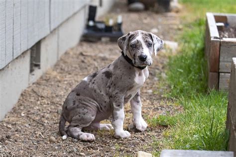 How Much Does a Great Dane Cost? Puppy Prices and Upkeep Costs