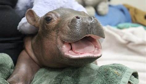 How much does a baby hippo weigh? - Kaziranga.org