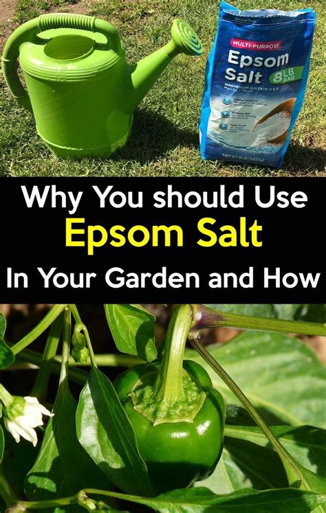 Grow The Most Productive & Healthiest Peppers With Epsom Salt Growing