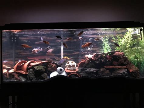 What Can I Feed My Cichlids ? Foods That I You Can Feed Your African
