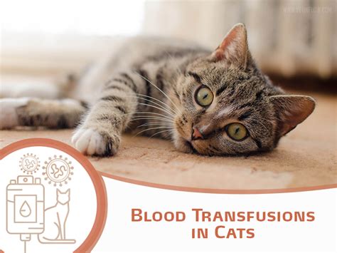 How Much Is A Blood Transfusion For A Cat