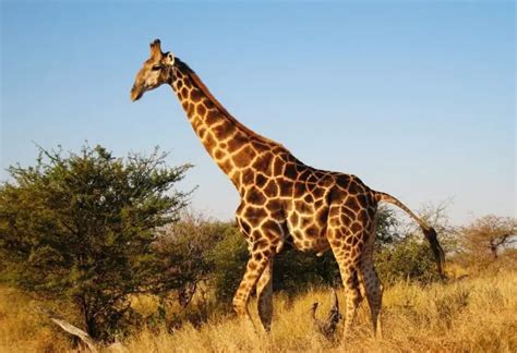 How Much Does a Giraffe Cost? Tell Me How Much