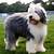how much is an old english sheepdog