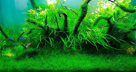 How to make java moss into a carpet? Aquascape, Planted aquarium