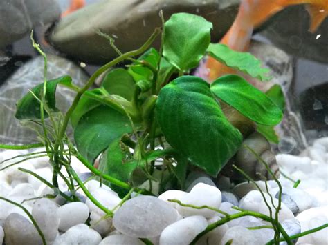 Anubias nana 'petite' Low light plants, Freshwater aquarium plants