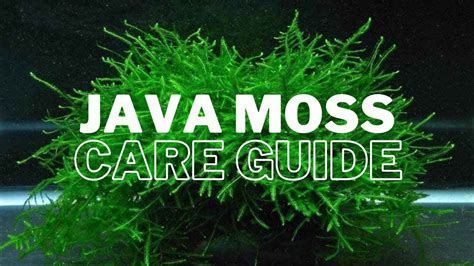 Java Moss Beginner Friendly Guide Aquascape Guru