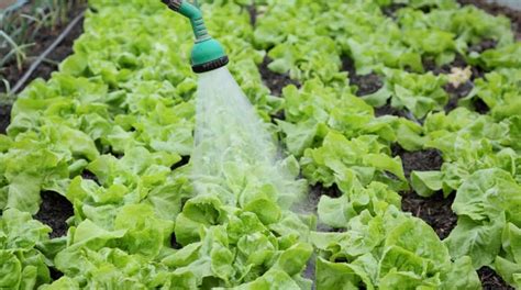 How Much Water Does Lettuce Need? — Let Us Explain!