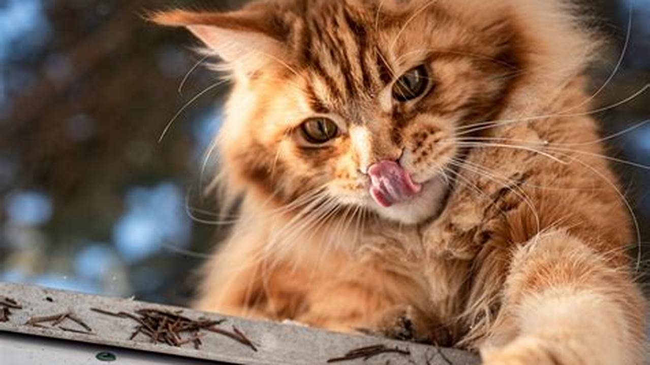 How Much Should I Feed A Maine Coon Cat